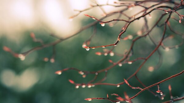 Water Droplets Background
