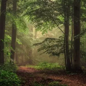 Forest HD image